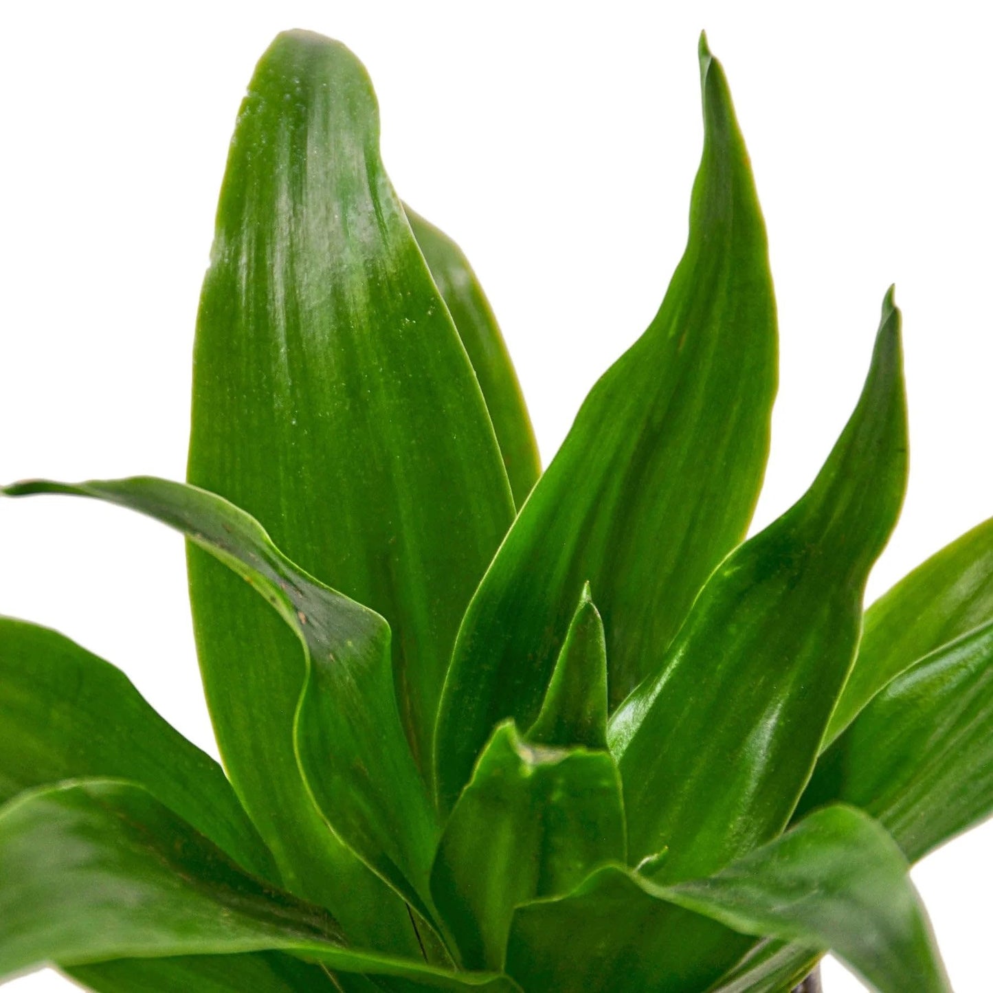 2 Pack Dracaena 'Janet Craig' in 3in Pot - Live Plants Tropical Houseplants | Variegated | USA Growers | The Snobby Leaf