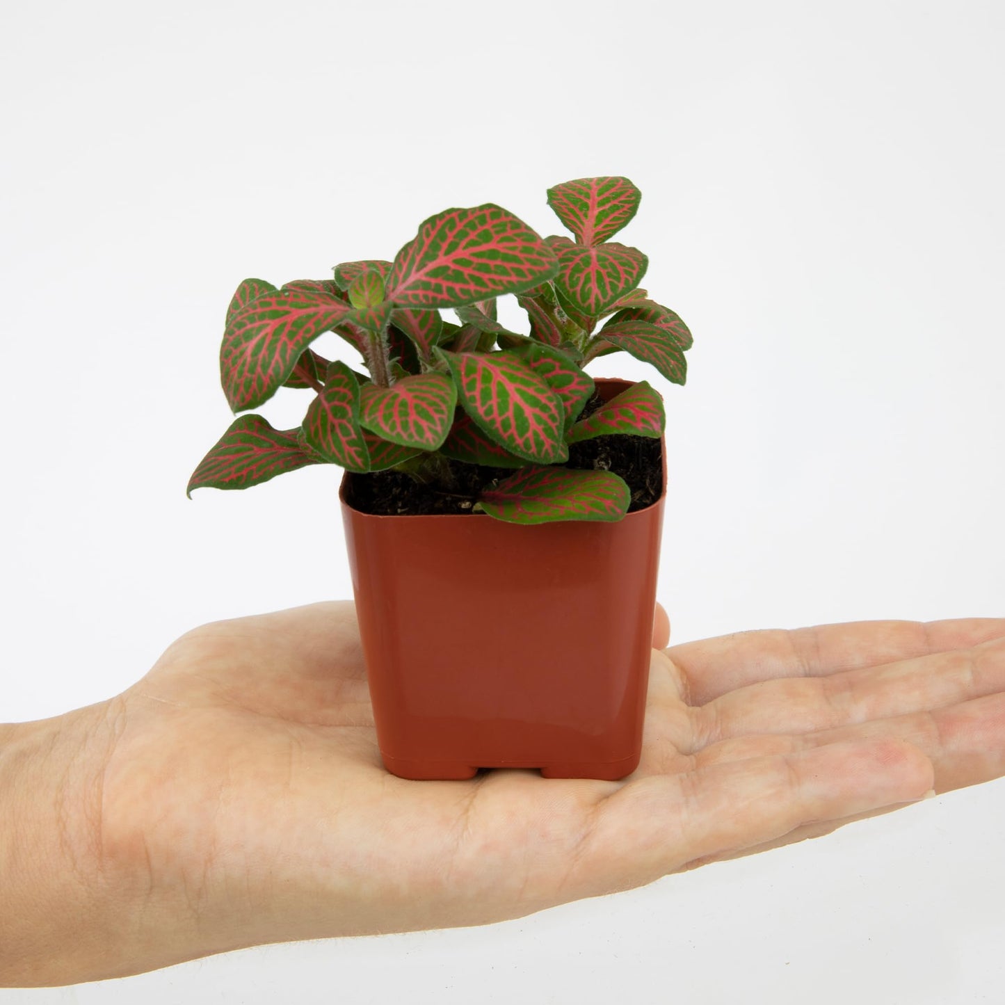 Altman Plants Live Houseplants (6PK), Indoor Plants for Delivery Prime, Live Plants and Gardening Gifts for Plant Lovers, Planters for Indoor Plants with Potting Soil, Live House Plants Indoors Live