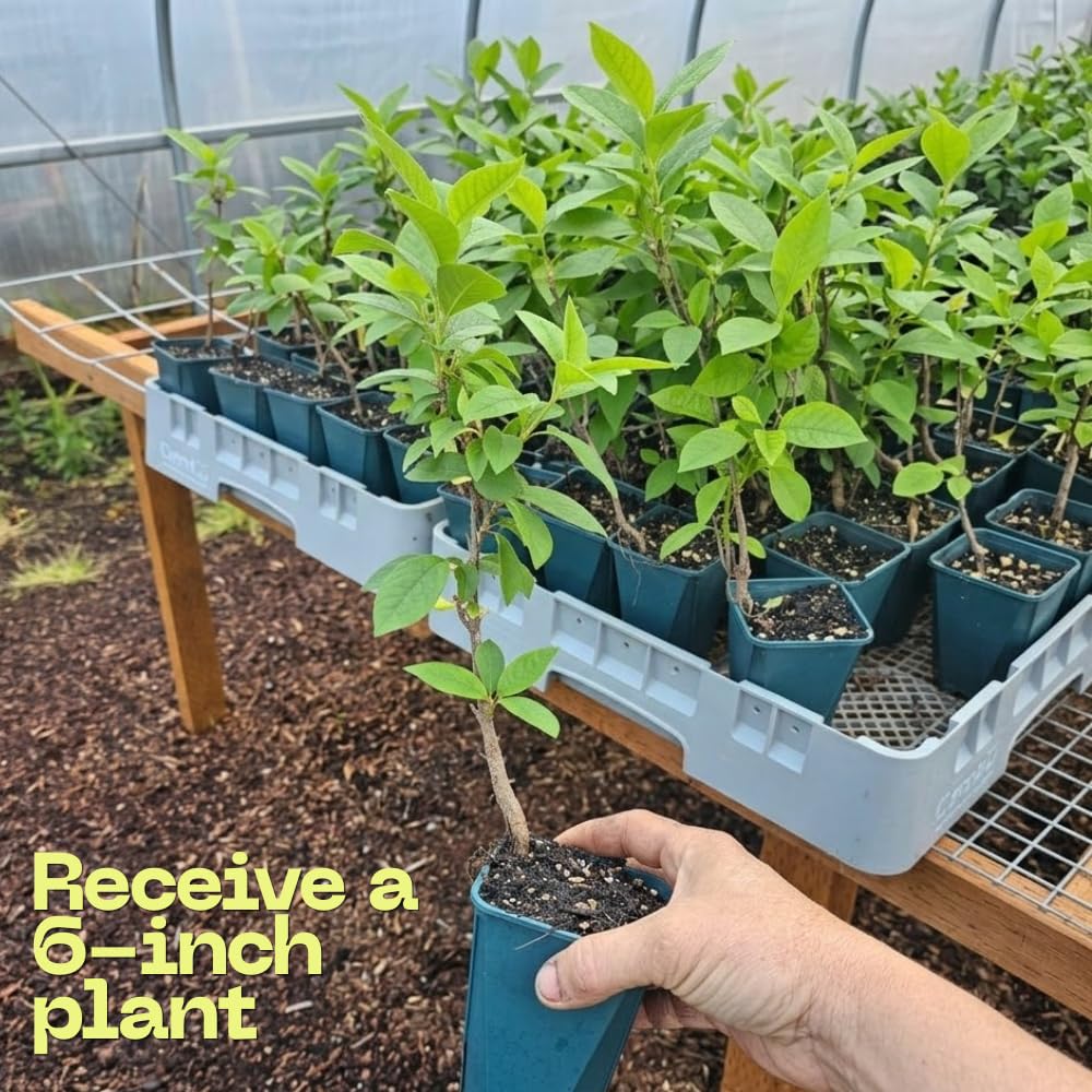 Chokeberry Plant Live, Well-Rooted 8" Tall, Cold-Hardy Berry Producer for Sunny Garden Rows
