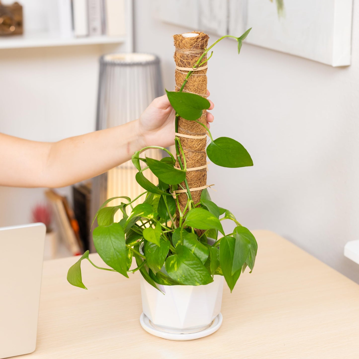 SNCMIC 4 Pack 17-inch Moss Pole Monstera Plant Support- Plant Stakes for Indoor Plants to Encourage Growth- Plant Sticks Support Tall Climbing Plants, Vines, and Creepers