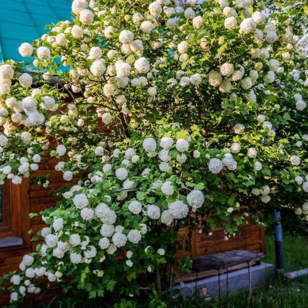 Old Fashion Viburnum Plant Live for Planting, Snowball Viburnum Shrub Viburnum Bush in 4 Inch Pot, Viburnum Tree Ready to Grow