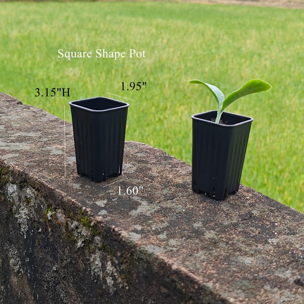 BangQiao 180 Pack 1.95 Inch Tiny Black Plastic Square Nursery and Seedling Pot, Mini Deep Transplant Seed Starter Planter with Drain Hole for Germination, Herb, Succulent