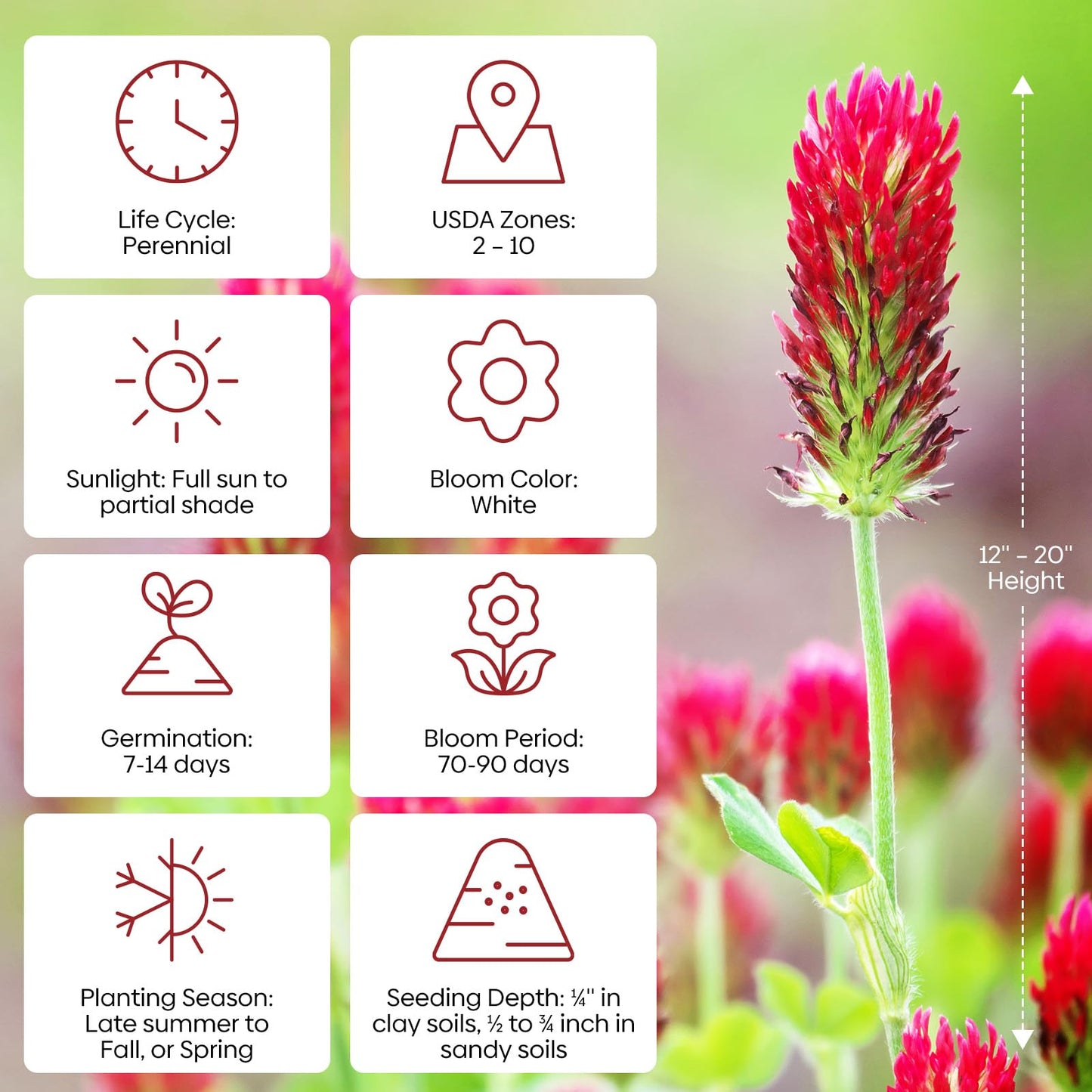Groundio Crimson Clover Seeds, 5 lbs, Annual Red Clover Seeds for Lawn Alternative, Attracts Pollinators, Nitrocoated and Inoculated(Trifolium incarn)