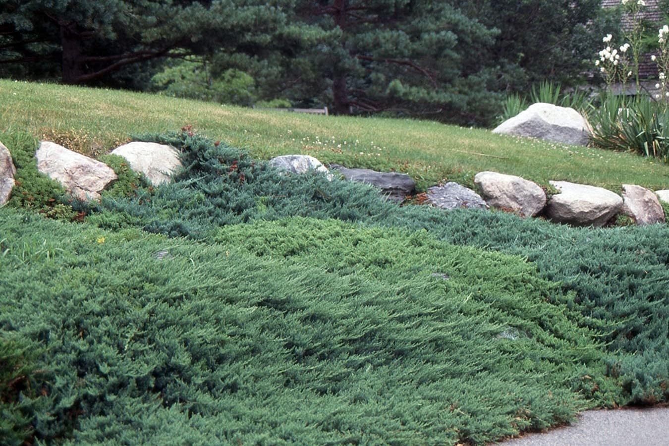 Bar Harbor Juniper | 3 Live 4 Inch Pots | Juniperus horizontalis 'Bar Harbor' | Perfect Lush Ground Cover & Landscape Accent | Drought Resistant & Low Maintenance