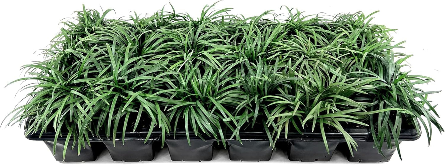 Dwarf Mondo Grass | 1 Large 4 Inch Pot | Ophiopogon Japonicus Nanus | Live Evergreen Shade Loving Groundcover