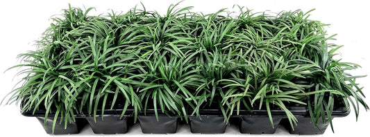 Dwarf Mondo Grass | 1 Large 4 Inch Pot | Ophiopogon Japonicus Nanus | Live Evergreen Shade Loving Groundcover
