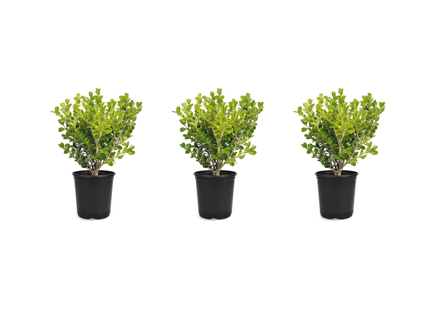 Japanese Boxwood | 3 Live 4 Inch Pots | Buxus Microphylla | Formal Evergreen Low Maintenance Hedge Plants