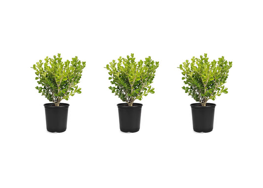 Japanese Boxwood | 3 Live 4 Inch Pots | Buxus Microphylla | Formal Evergreen Low Maintenance Hedge Plants