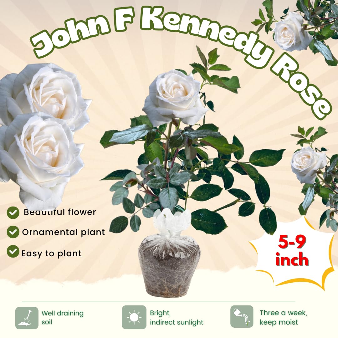 Rose Live Plant for Planting, Fragrant Rose Bush, 5-10” Tall, Ready to Grow Flowering Shrub for Outdoor Garden Beds and Containers (White Rose)