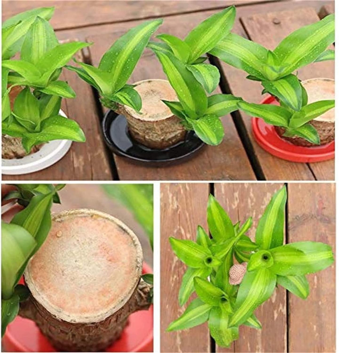 Mini Brazil Lucky Wood,Magical 𝐒𝐩𝐫𝐨𝐮𝐭𝐢𝐧𝐠 Brazilian Lucky Wood 𝐏𝐥𝐚𝐧𝐭 Wood,Indoor Office Desktop 𝐏𝐥𝐚𝐧𝐭 to Purify Indoor Air (Wood+Doll)