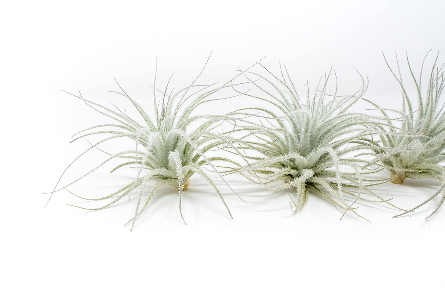 Air Plant Shop 5 Pack Rare Tectorum Ecuador Air Plants - Unique, Bright White, Nursery-Grown Tillandsia House Plant with Fuzzy Trichomes for Terrariums, Driftwood & Living Walls - Wholesale