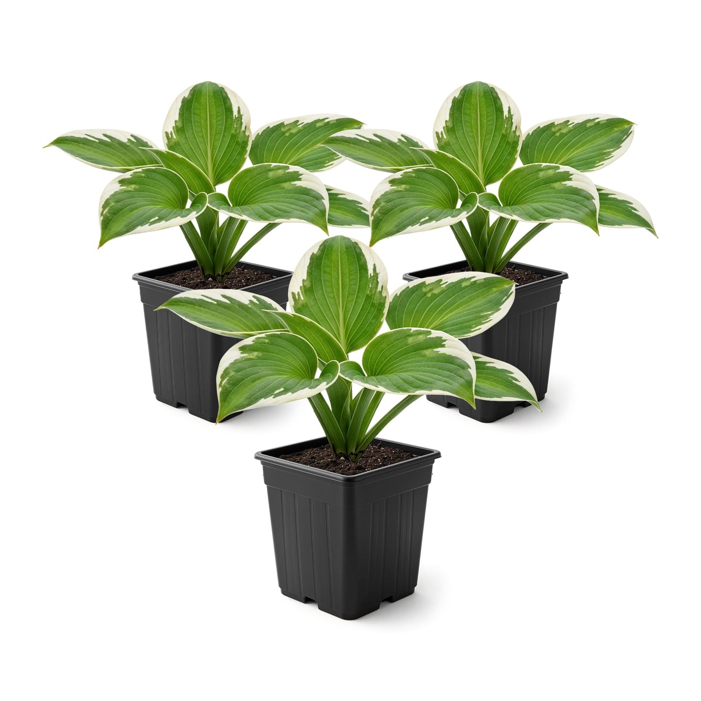 Live Perennial Hosta - Pilgrim (3 Plants Per Pack) Beautiful Accent Plant, 10" Tall by 4" Wide in 1 Qt Pot