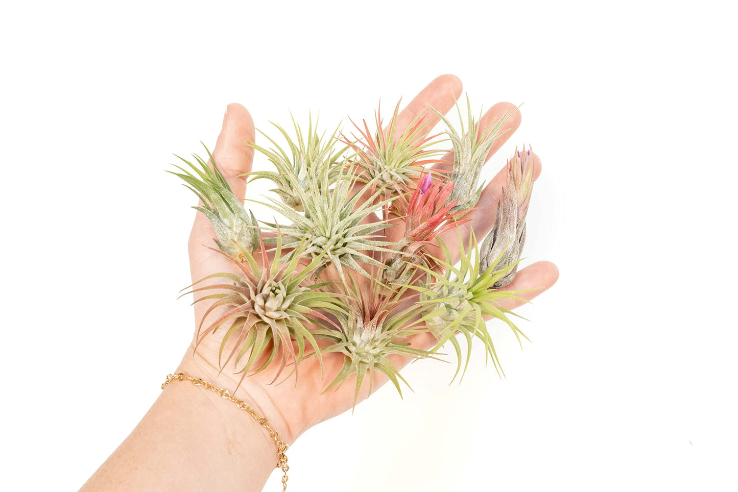 Air Plant Shop 12 Pack Assorted Ionantha Air Plants - Wholesale and Bulk - Succulents - Live Tillandsia - Easy Care Indoor and Outdoor House Plants
