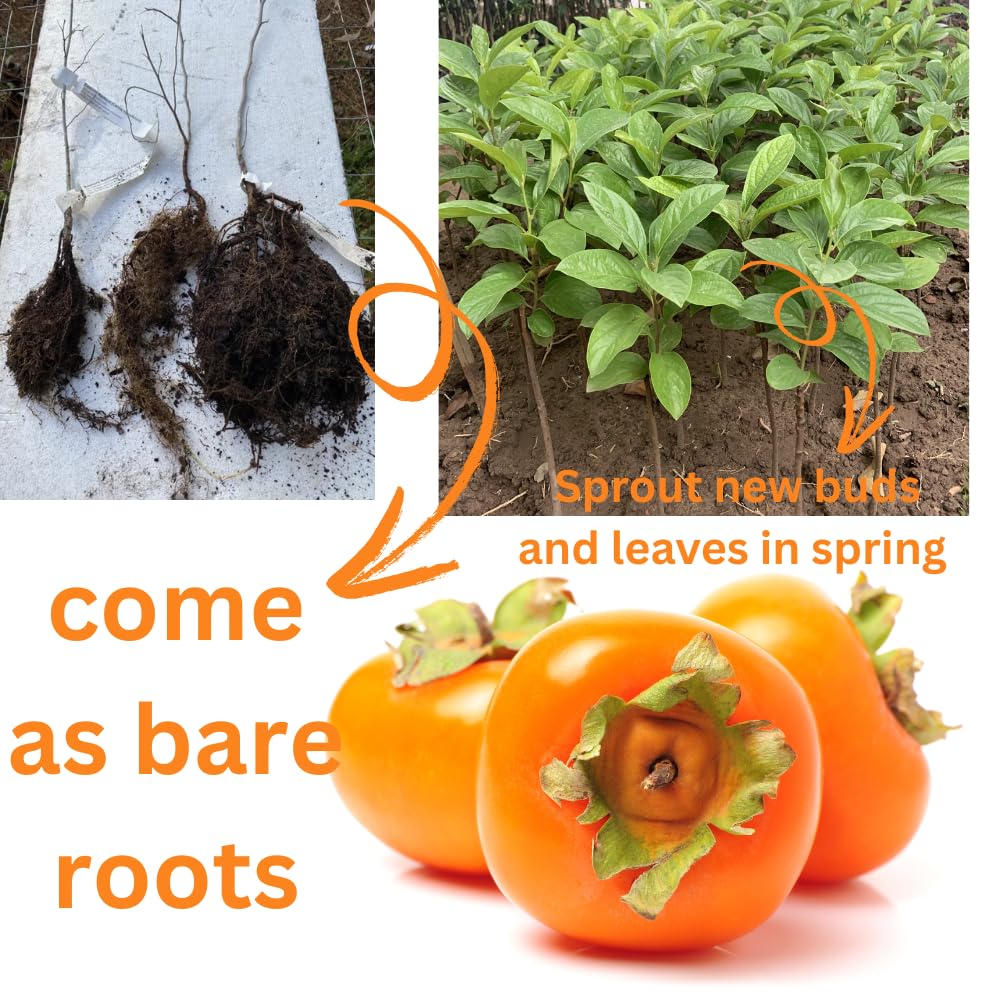 Very Hardy Persimmon Tree Live Plant, Cold Hardy and Sweet American Persimmon, 1 Year Old 6-12" Plant