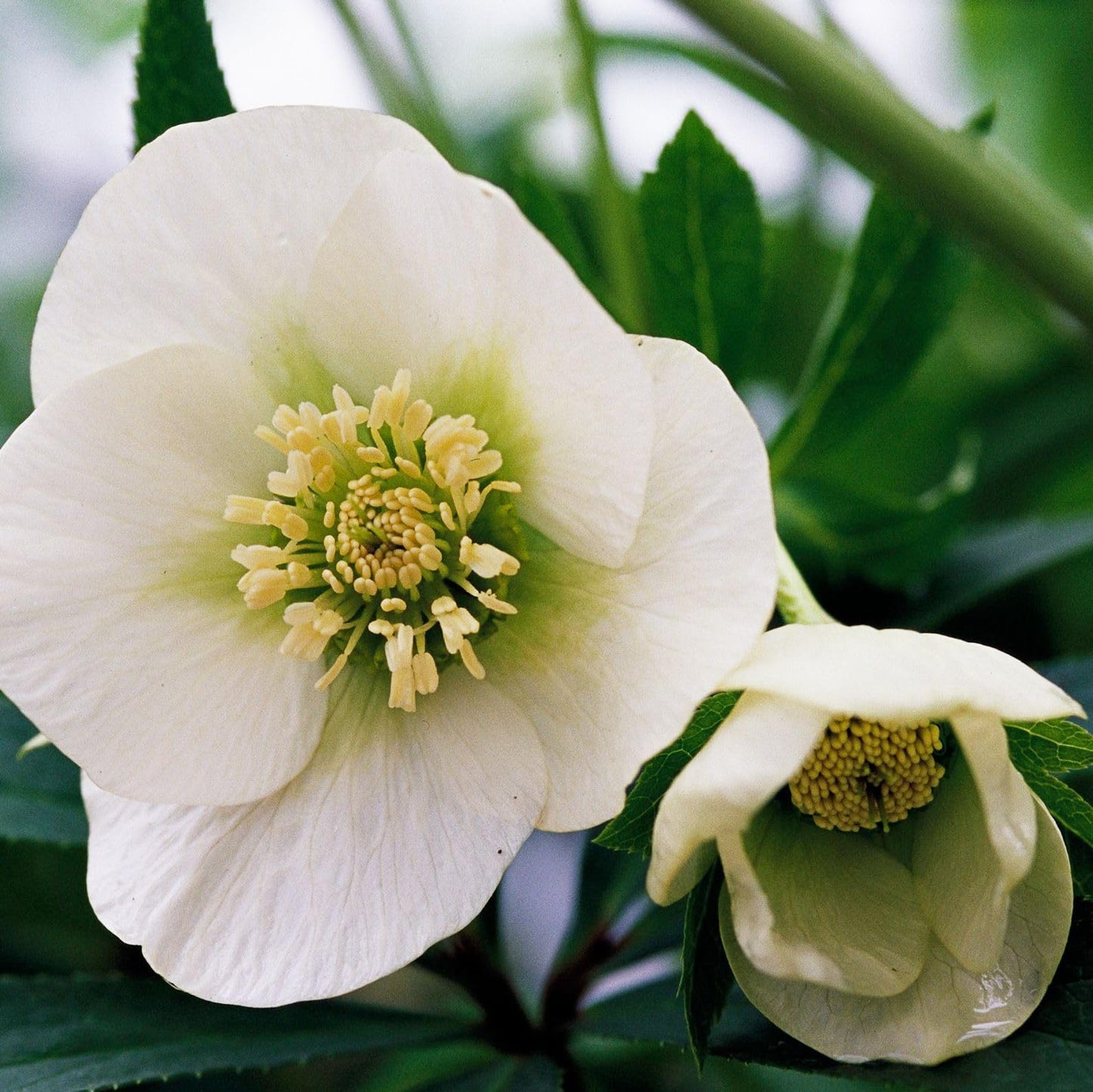 100 Pcs Mixed Helleborus Flower Seeds, Perennial Winter-Blooming Seeds for Planting, Hardy Shade-Loving Flowers for Gardens, Borders, Containers & Year-Round Decorative Landscaping