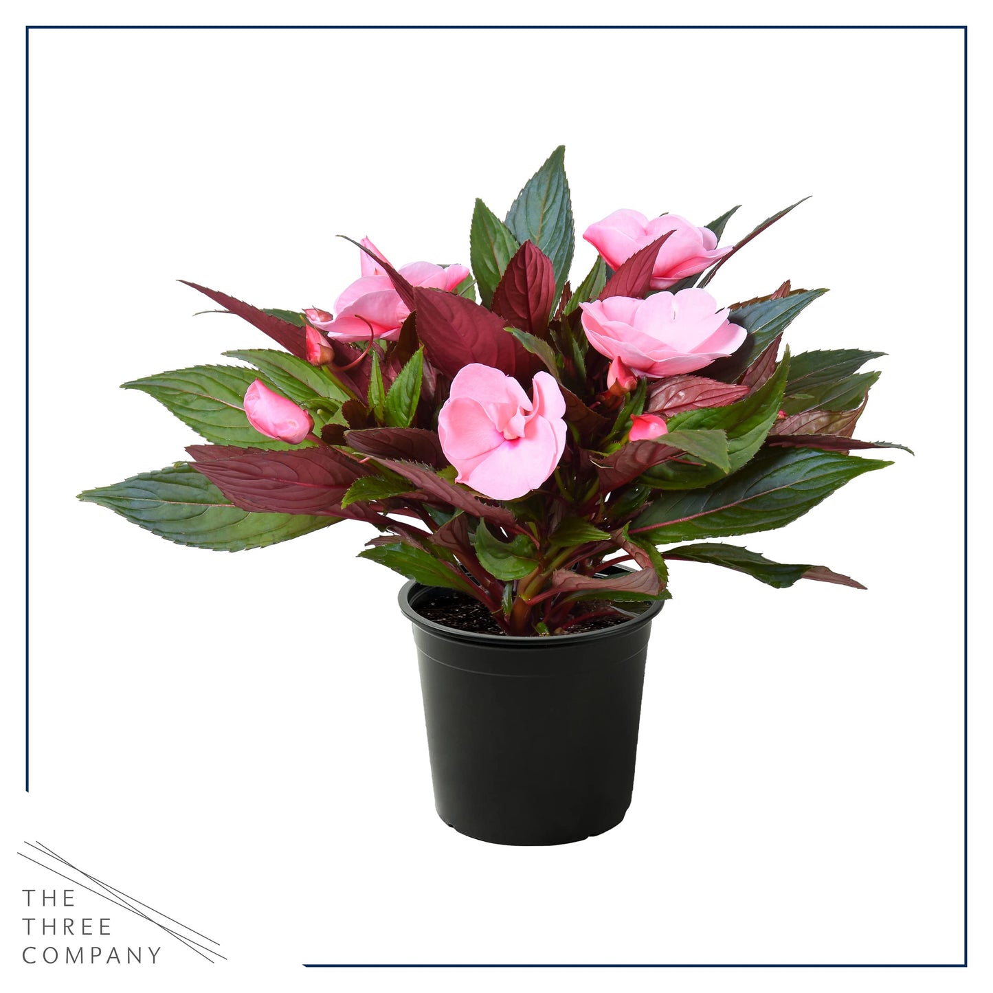 Live New Guinea Impatiens Plant - Shades of Pink (3 Plants Per Pack) - Beautiful Flowering Shade Flowers - 12" Tall by 5" Wide in 1 Qt Pot (Pack of 2)