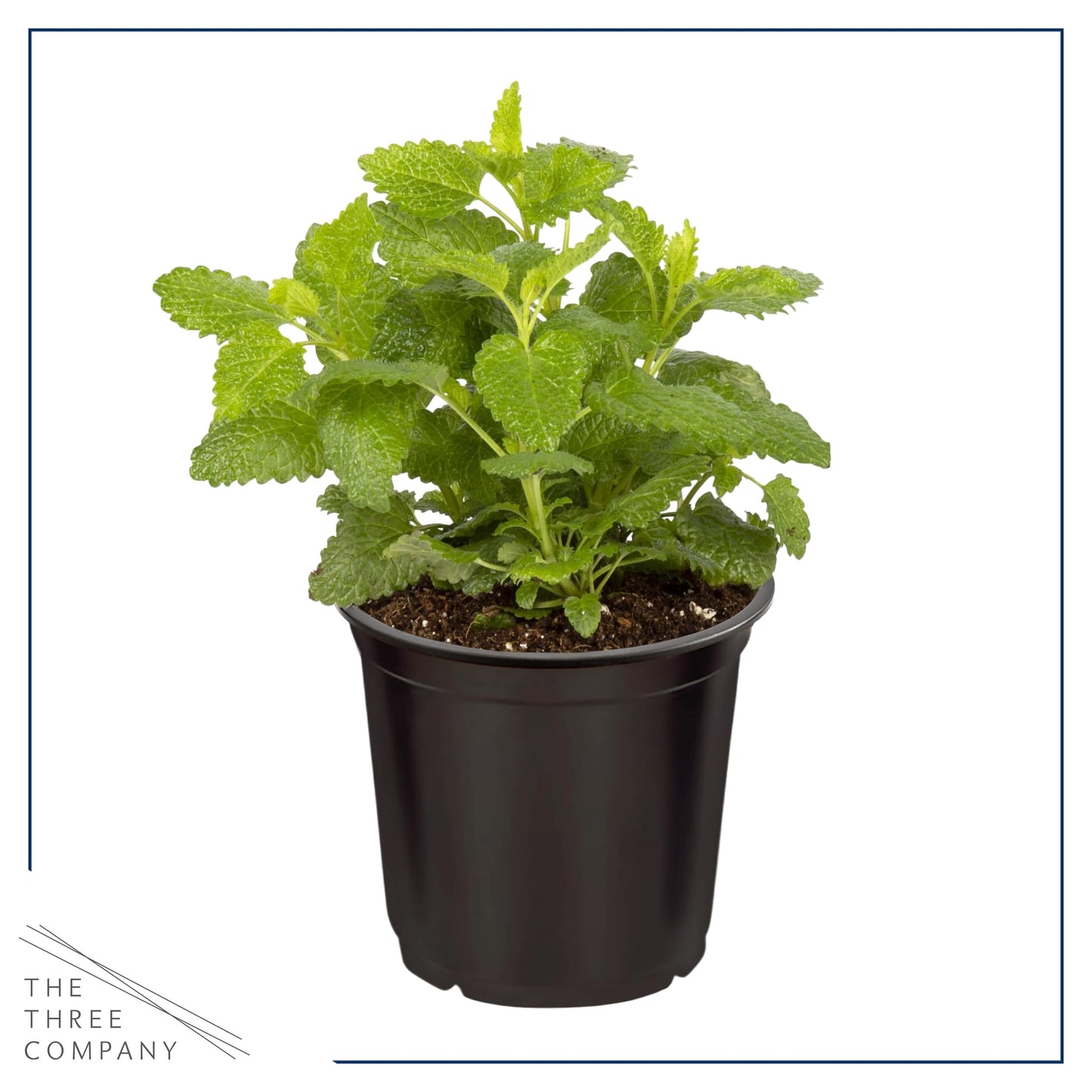 Live Aromatic and Edible Herb - Lemon Balm (6 Per Pack), Naturally Reduces Stress and Improves Air Quality, 8" Tall by 4" Wide