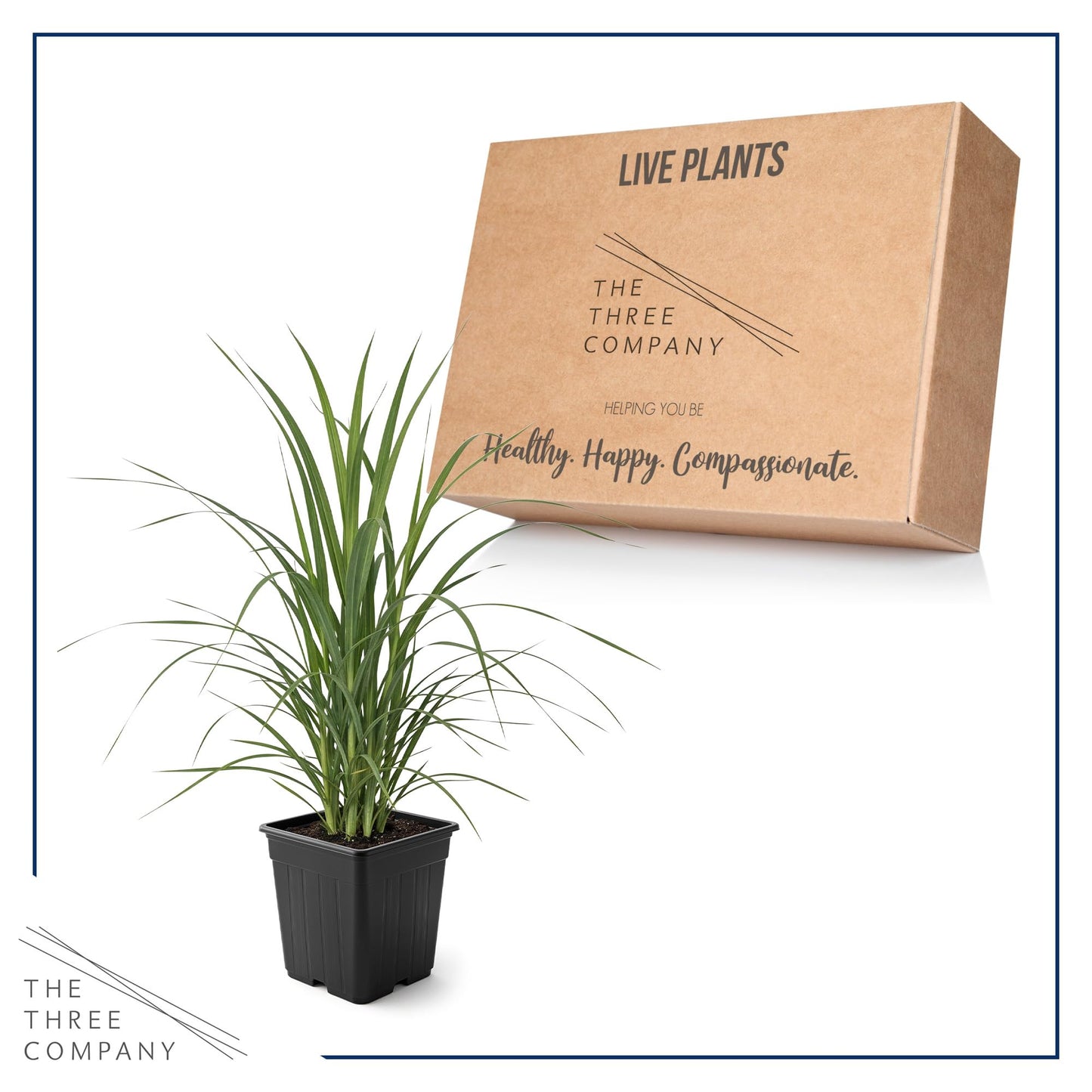 Live Ornamental Pampas Grass (Cortaderia selloana) - White - Perennial Accent Plant - 10" Tall by 5" Wide in 1.5 Qt Pot