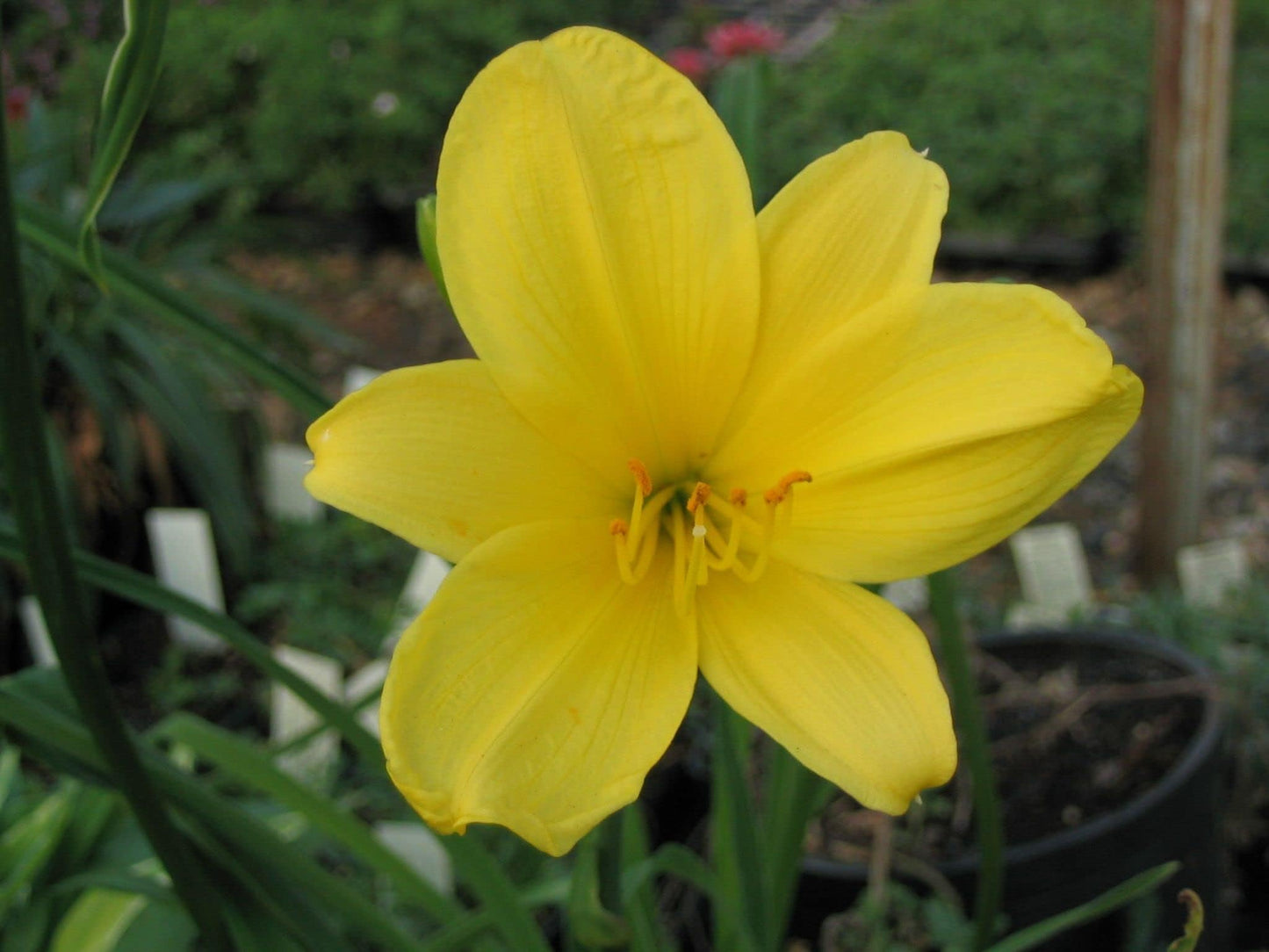 Daylily Yangtze | 3 Live Plants | Hemerocallis | Perennial Garden Favorite, Vibrant Blooms, Easy to Grow, Long Blooming Season, Low Maintenance, Ideal for Borders, Attracts Pollinators