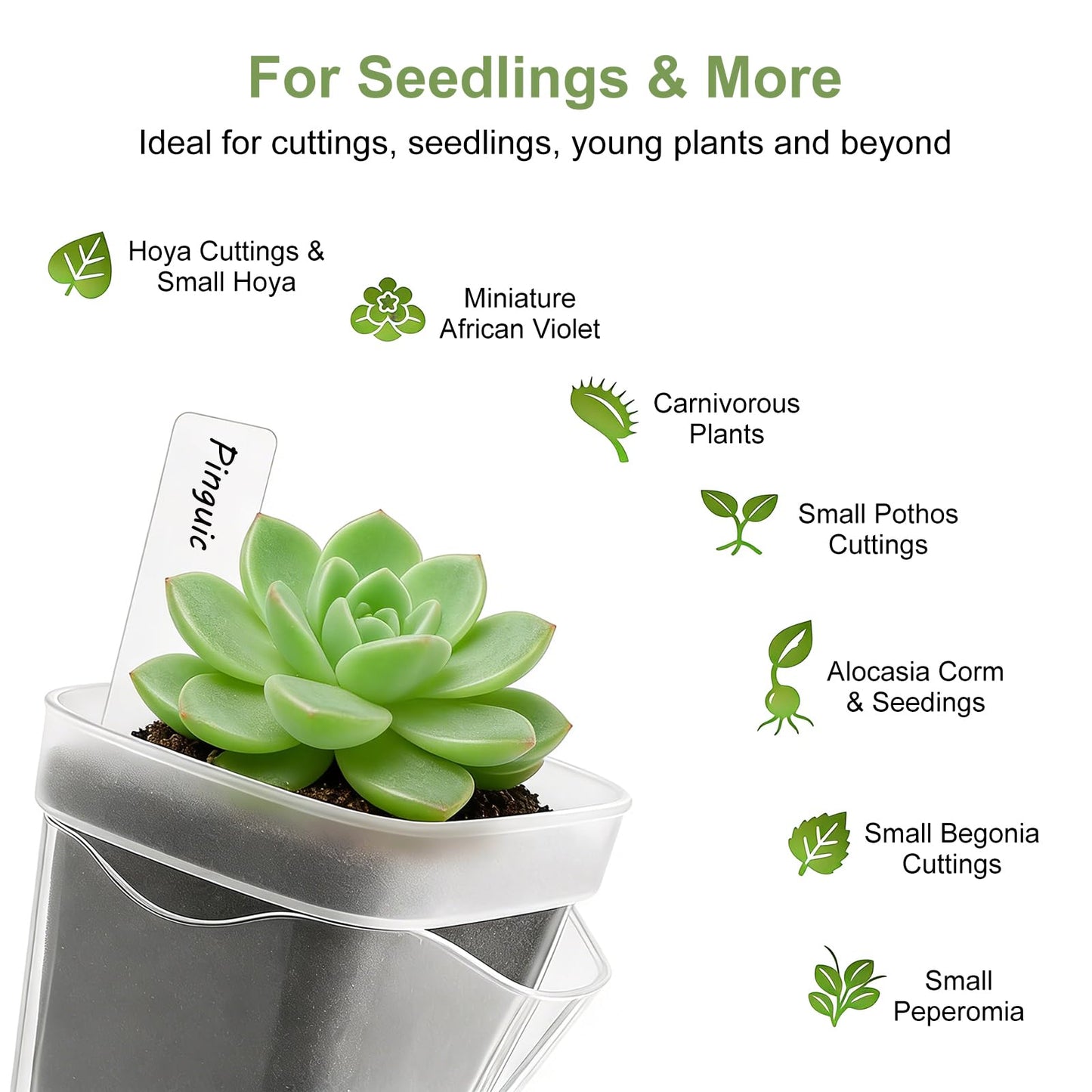 12 Pack 2" Mini Self Watering Pots for Indoor Plants - Clear Plastic Planters with Water Level Indicator & Drainage Hole, Ideal for Alocasia, African Violet, Cuttings, Seeding + 12 Plant Labels
