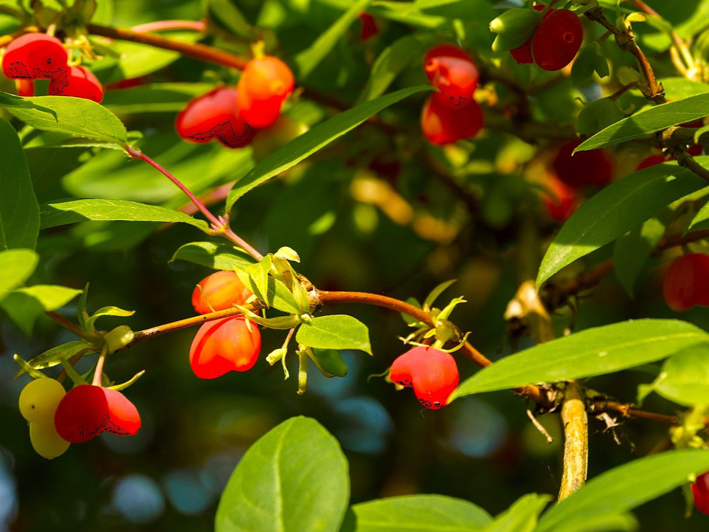 Greenwood Nursery: Live Shrub Plants - Winter Honeysuckle + Lonicera Fragrantissima - [Qty: 3X 3.5 Pots] - (Click for Other Available Plants/Quantities)