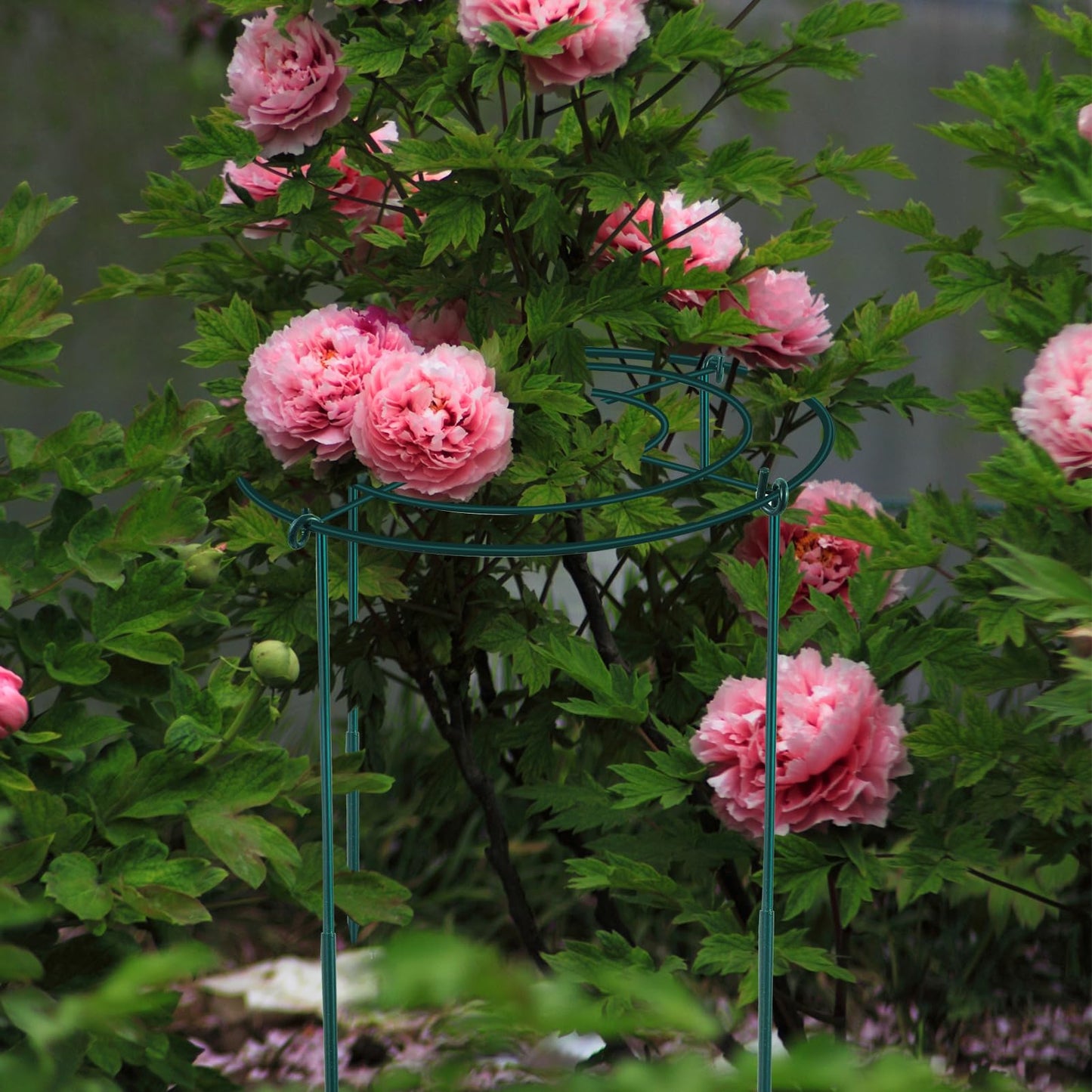 2Set Metal Peony Grid Cages, 30"H X 13"D Large Flower Support Cages Grow Through Hoop Ring Peony Stakes Garden Plant Support Rings Heavy Duty Plant Braces Peonies Structure for Outdoor Plants Blossoms