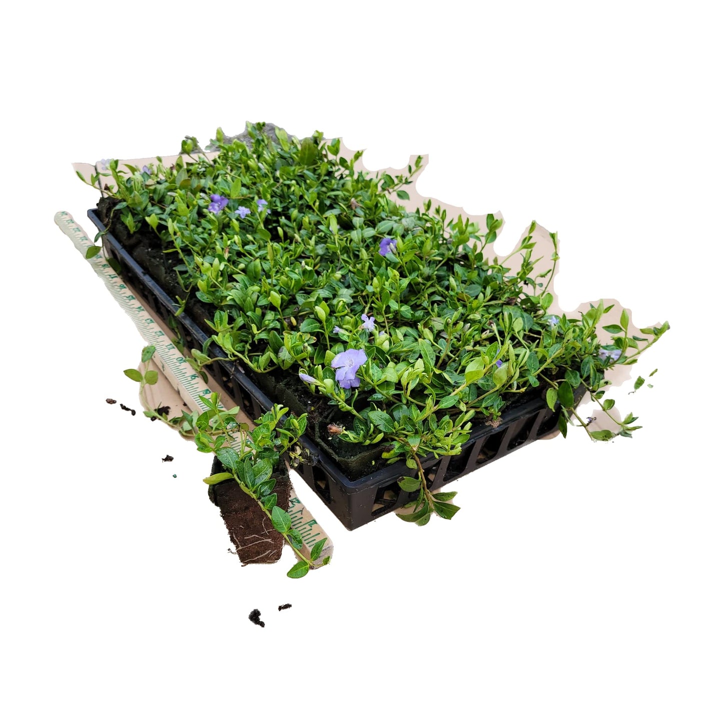 Myrtle Vinca/Periwinkle Hardy Groundcover 50 Plants 2" Pots