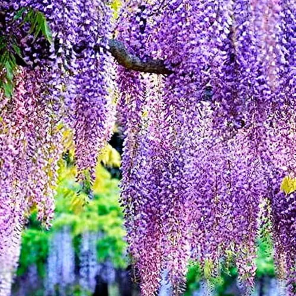 Purple Wisteria Vine Live Plant, 6-12" Tall in 2.5 Inch Pot, Hardy Climbing Flowering Plant for Garden or Patio,Wisteria Tree