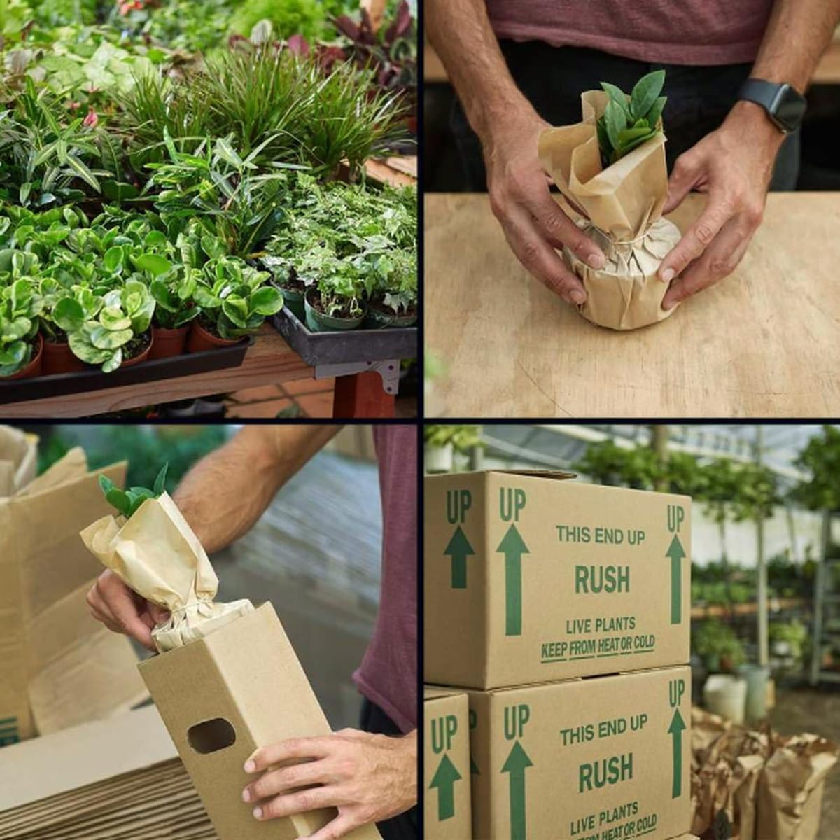 Philodendron 'Congo Green' | Live Plant for Indoor & Outdoor | for Living Room, Office, Bathroom | (6" Pot)