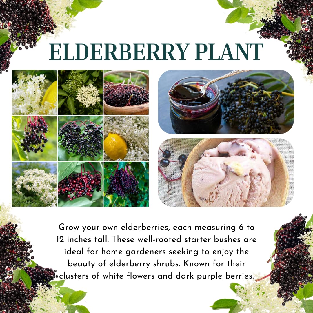 2 American Elderberry Bush, Black Elderberries Plants Live for Planting, 6 to 12 Inch Height, Live Elderberry Tree