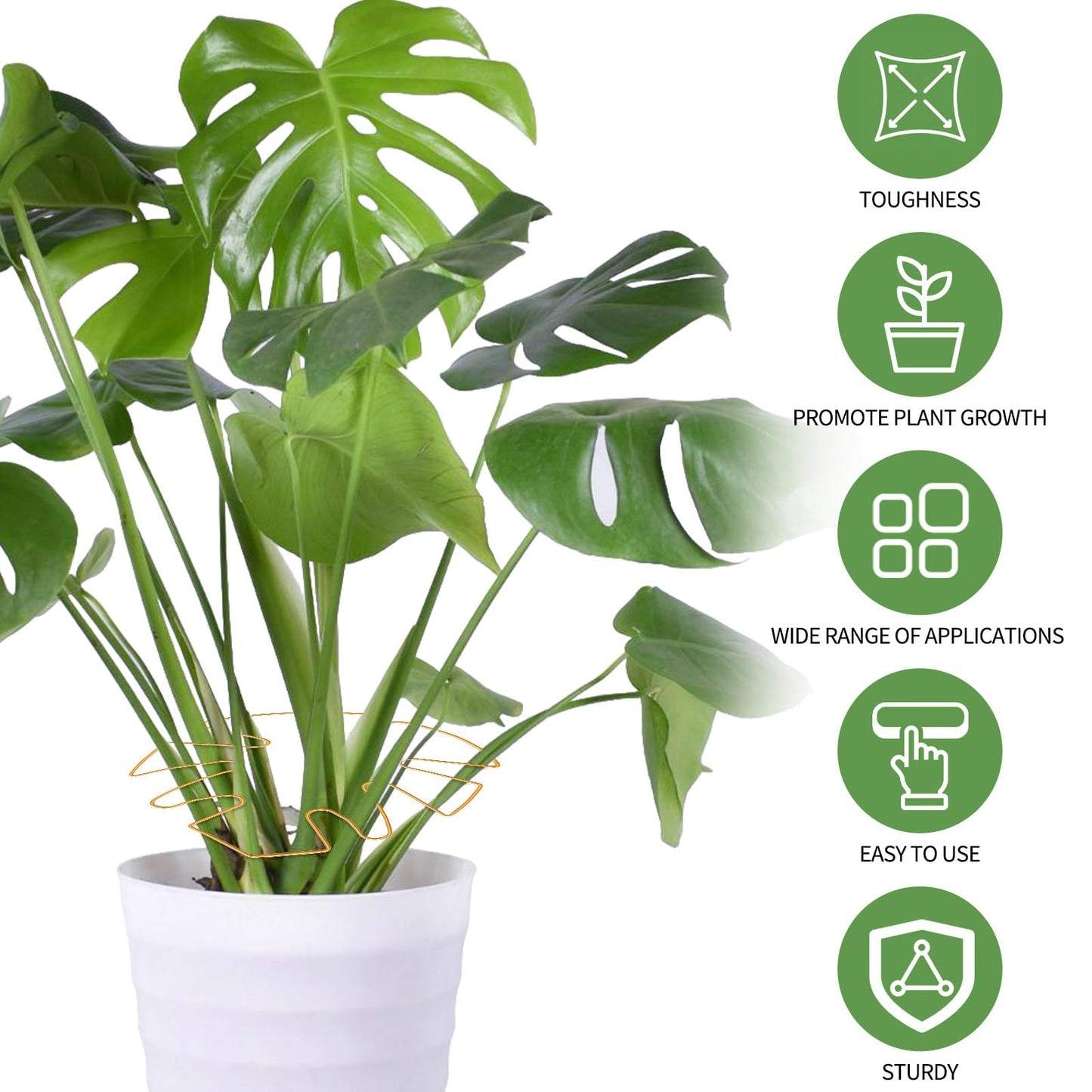 Spiritlele 5 Pcs Golden Plant Stem Support Holder Set Monstera Plant Support Clamp Growth Accessories for Indoor Plants Small