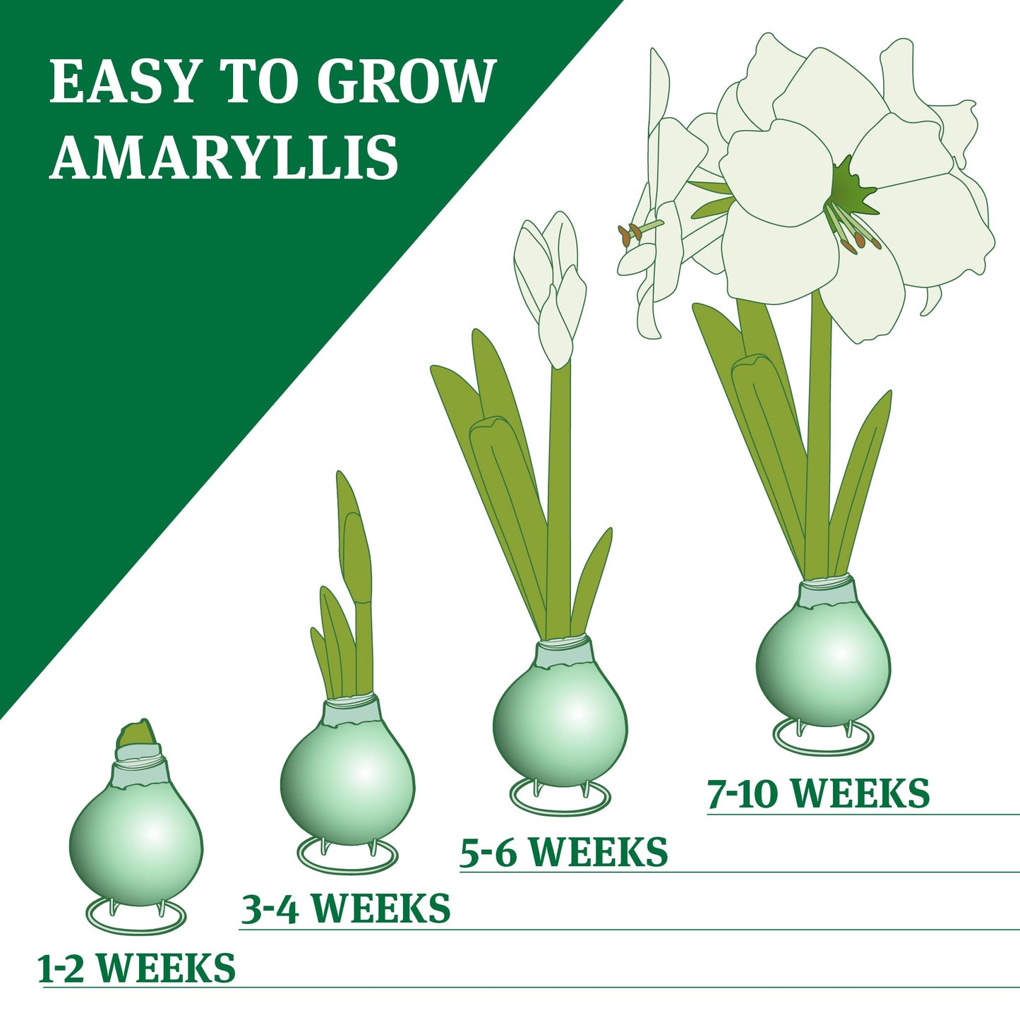 Spring Waxed Amaryllis 3-Pack Variety Collection, White, Purple, Pink Base Flower Bulbs with Stands, Grow Real Blooming Indoor Spring Flowers, No Water Needed