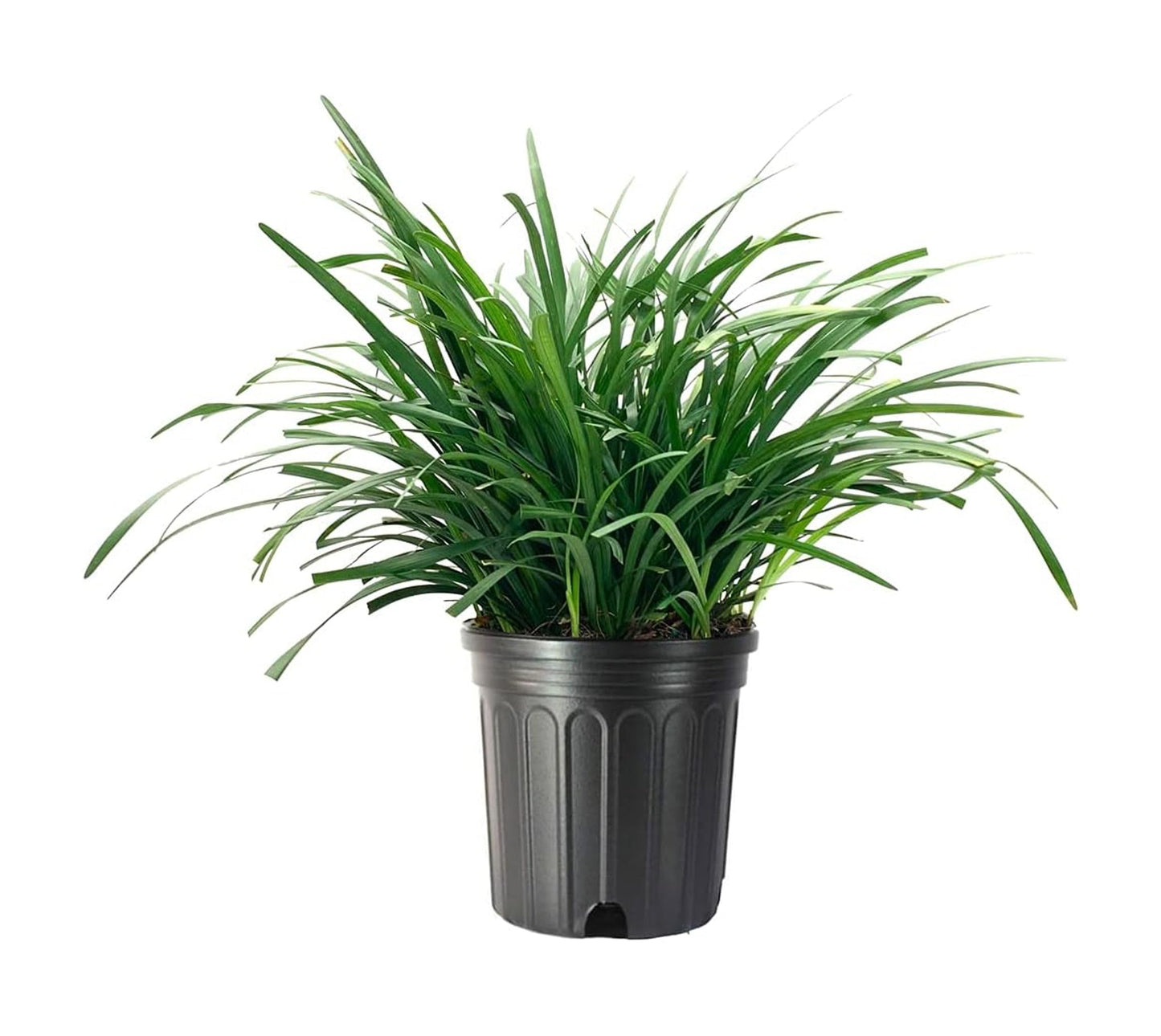 Liriope Big Blue | 2 Large Trade Gallon Size Plants | Liriope muscari | Lavender Blue Flowers | Evergreen Ground Cover for Shade | Landscape Borders for Walkways and Beds