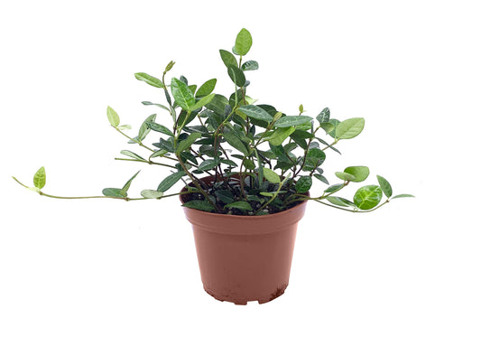 Asiatic Jasmine Minima | 5 Live 4 Inch Plants | Trachelospermum Asiaticum | Ground Cover, Fast Growing, Low Maintenance Evergreen, Cold Hardy, Drought Tolerant, Dense Growth, Landscaping