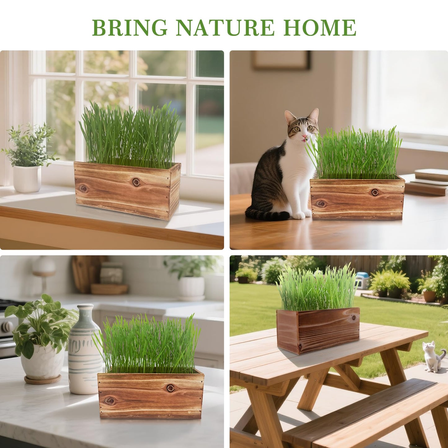5-Pack Cat Grass Kit for Indoor Cats with Wood Planter, Grow Organic Non-GMO Wheat Grass in 4-7 Days, Aids Digestion & Hairball Control, Ideal Birthday Gift for Cat Lovers
