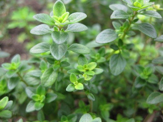 Clovers Garden Thyme Herb Plants- Two (2) Live Plants - Non-GMO - Not Seeds -Each 4"-8" Tall- in 4 Inch Pots, Drought Tolerant