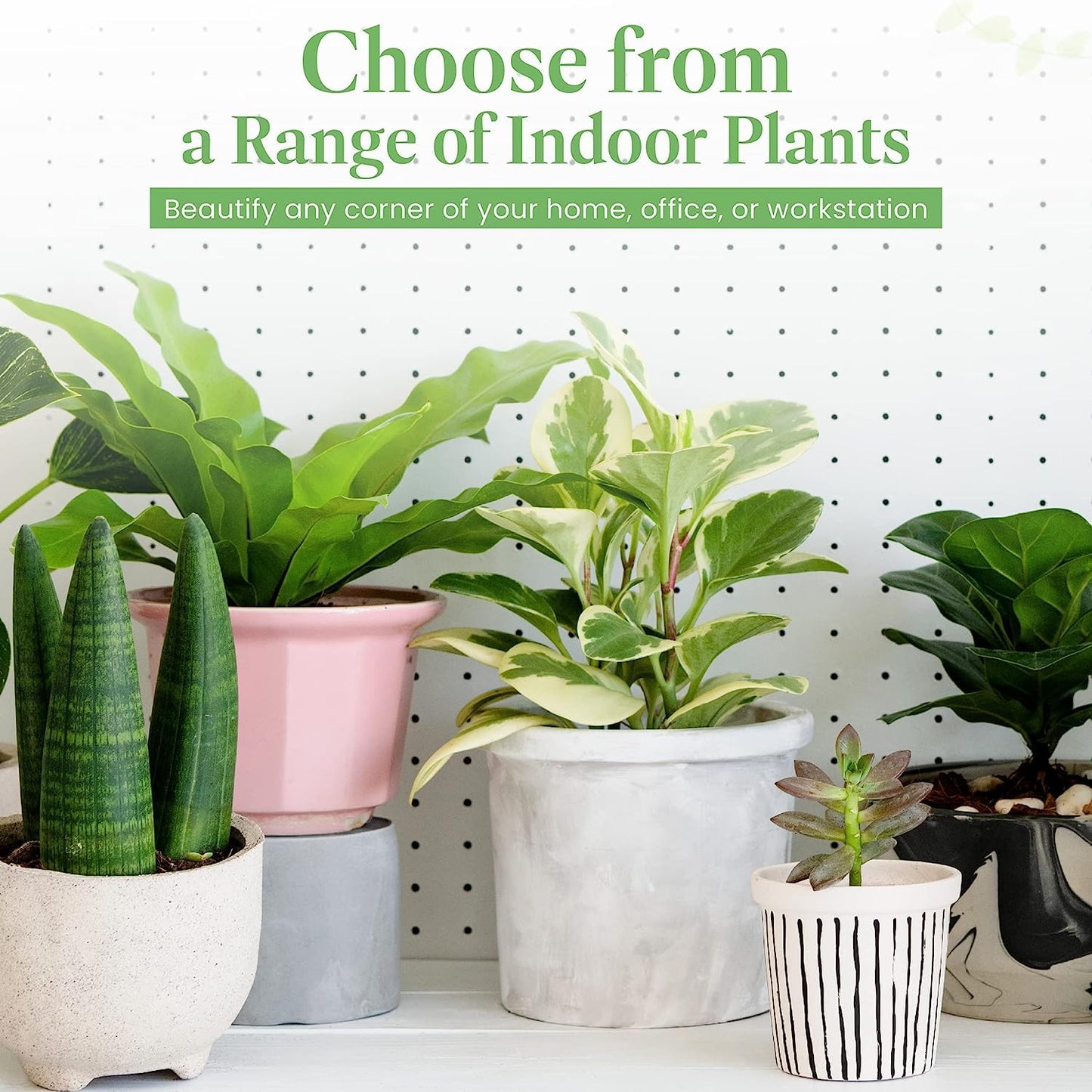 American Plant Exchange Calathea Medallion - 6-Inch with Pot Cover – Live Pet-Friendly Indoor Houseplant with Wavy Green Leaves for Low-Light Homes, Offices, Bedrooms & Shelf Décor