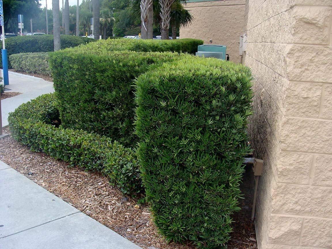 Podocarpus Macrophyllus | 5 Live 4 Inch Pots | Japanese Yew | Low Maintenance Evergreen Privacy Hedge Plants