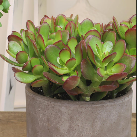 Altman Plants Live Jade Plant Collection (8PK), Classic Jade Plants in 2.5" Pots, Mini Succulents, Sunset Jade, Live Succulents, Crassula Ovata, Variegated Live Plants & House Plants in Succulent Soil