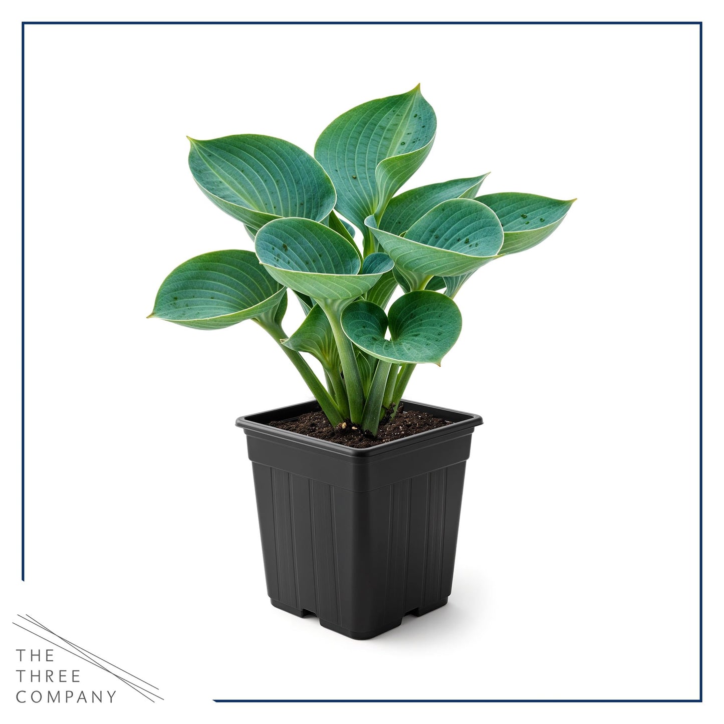 Live Perennial Hosta - Abiqua Drinking Gourd (3 Plants Per Pack) Beautiful Accent Plant, 10" Tall by 4" Wide in 1 Qt Pot
