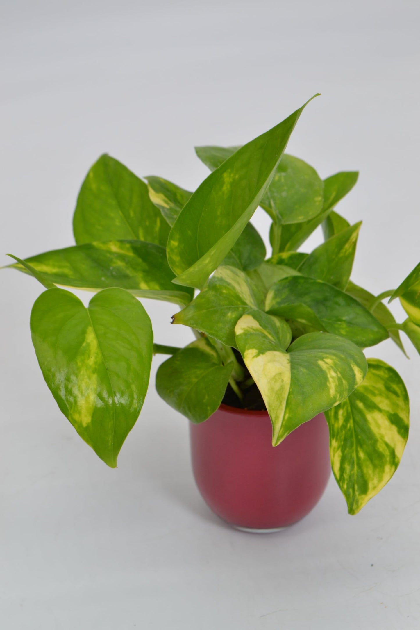 Mini Tropical 2.5 Inch Plants in Pink Glass Cups Live Plants, Set of 3 | Gift Set | Gift for Plant Lovers | Small Tiny Plant Decoration for Home, Office, Desk, Window Sill, Bathroom, Bedroom