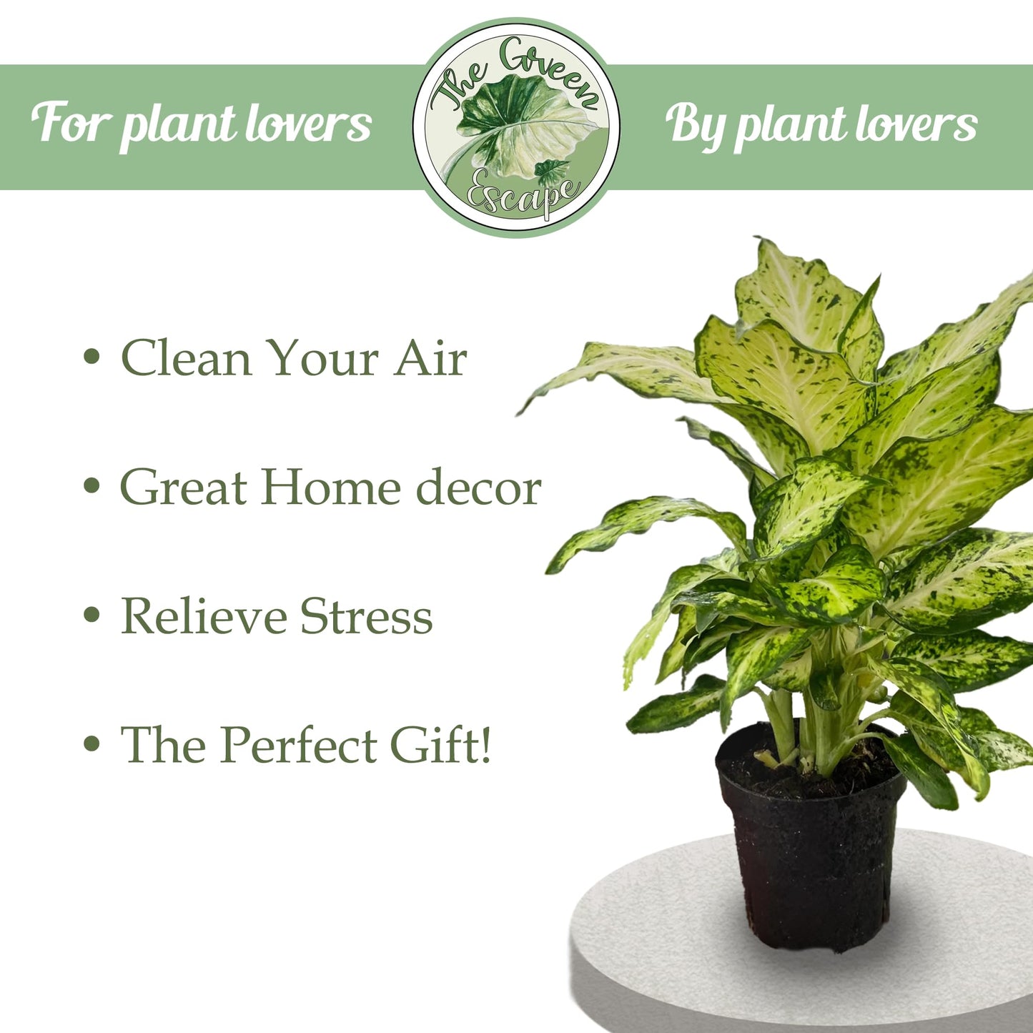 Generic Philodendron Hederaceum “Heart Leaf” Starter Plant, Natural