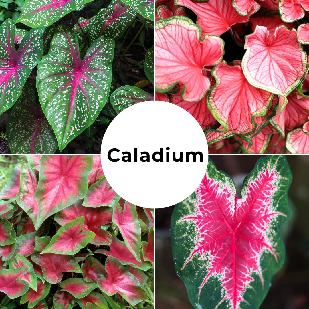 Constellation Caladium Bulbs for Planting - Perennial Hosta, Elephant Ears, Fancy (10 Bulbs)