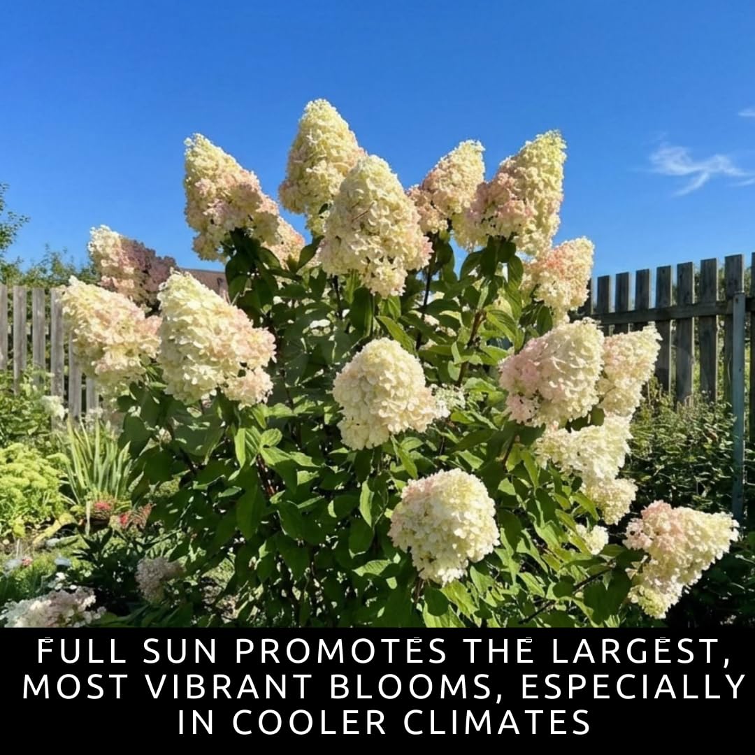 Pee Gee Hydrangea Live Plants – Hydrangea Paniculata ‘Grandiflora’ – Large Pink & White Cone-Shaped Blooms – Hardy Flowering Landscape Shrub – Live Garden Plant (1 Plant)