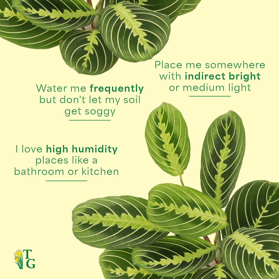 Thorsen's Greenhouse Lemon Lime Prayer Plant, Live Indoor Plant, Pet Friendly, Attractive Houseplant, Lemon Maranta, Natural Air Purifier, Easy to Grow, 4" Diameter Pot (3 Pack Nursery Pots)