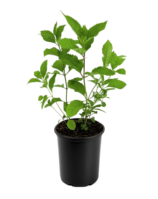 Beautyberry | 1 Large Trade Gallon Size Plant | Callicarpa Americana, Fast-Growing Shrub, Vibrant Purple Berries, Attracts Birds, Ornamental Foliage, Low Maintenance, Perfect for Gardens