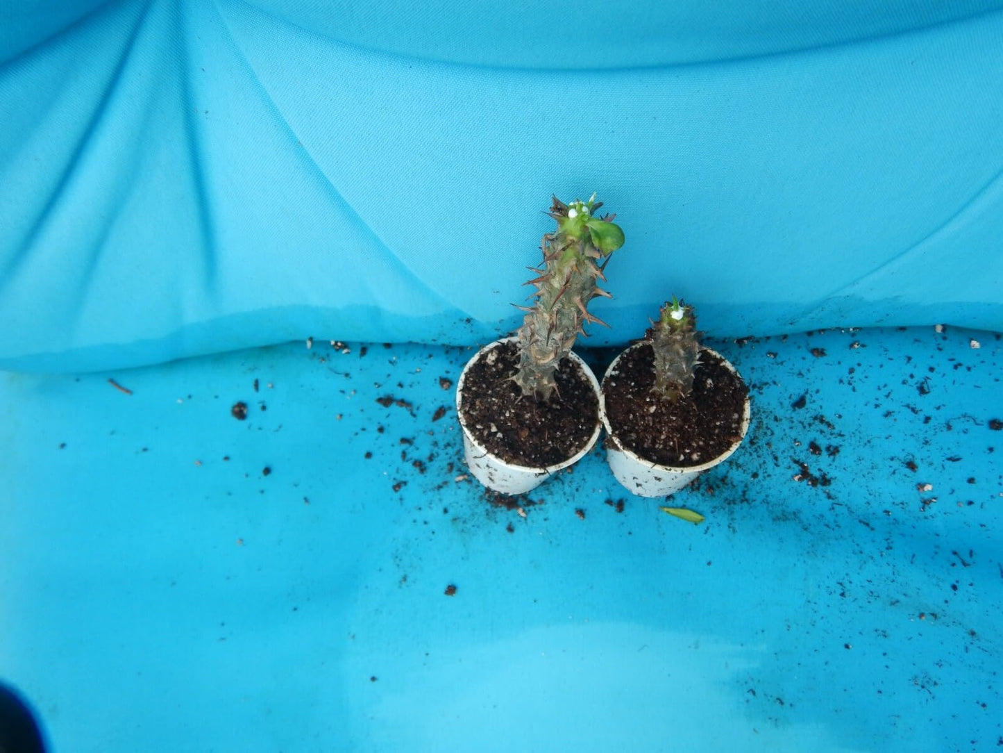 Live Plant - Sri Pratum Crown of Thorns-Euphorbia Milii Christ Plant