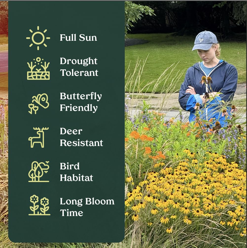 Frogfruit 32 Live Plants (Phyla nodiflora) – Native Groundcover for Pollinator Gardens & Lawn Alternative, Low Growing Perennial, Drought Tolerant, Full Sun Landscaping Plant