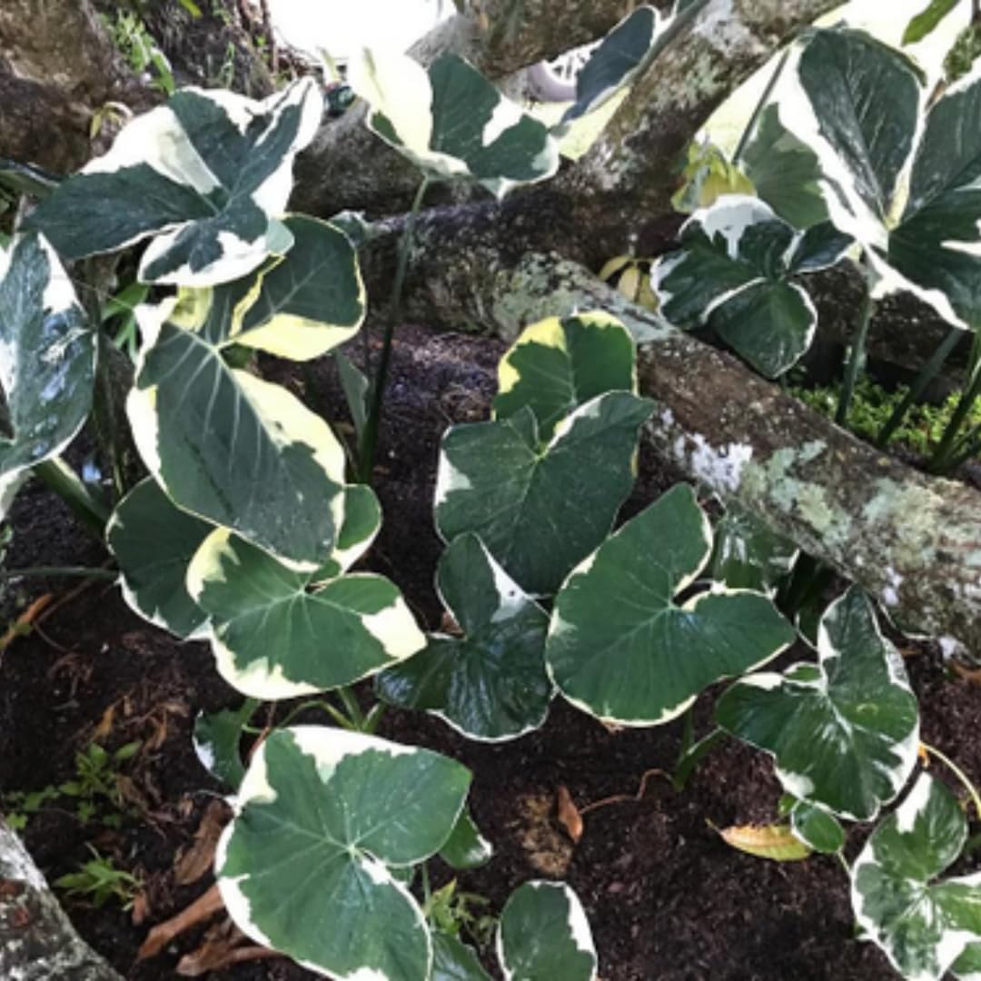 Colocasia Elephant Ears Live Plant, Alocasia Plant, Esculenta Taro Live Houseplant, 5-7 Inc Tall (Variegated)