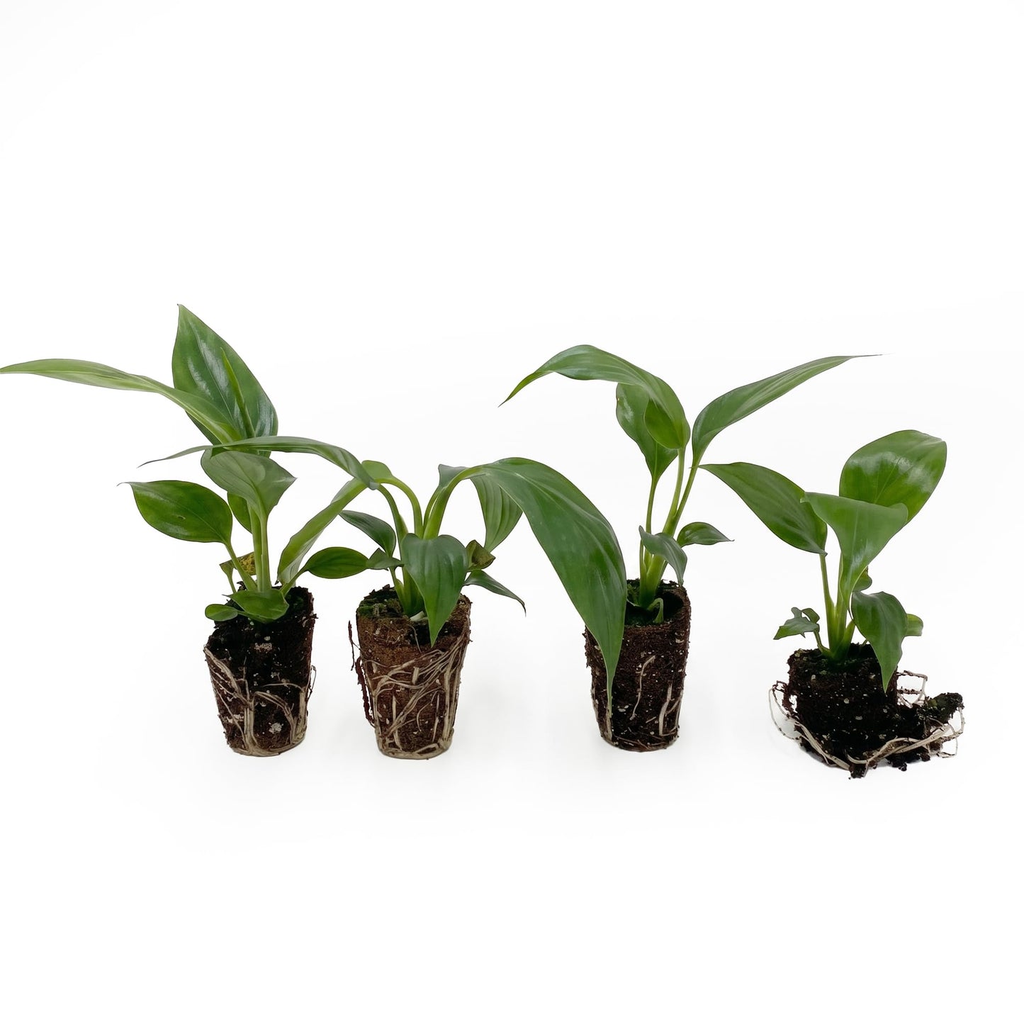 Live Spathiphyllum '7th Heaven' Plant - '7th Heaven Peace Lily' - ragnaroc Tropical Plant 2-8" Tall - 1ct - Live Arrival Guaranteed - House Plants for Home Décor & Gift